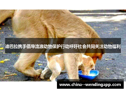 迪巴拉携手倡导流浪动物保护行动呼吁社会共同关注动物福利